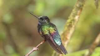 Hummingbirds  Observatorio de Colibries La Calera Colombia [upl. by Lorianna]