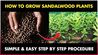 How to grow SANDALWOOD TREE from Seed at Home  How to Germinate Sandalwood seed at Home [upl. by Pudendas]