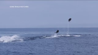 Dolphin video captured off San Diego coast goes viral [upl. by Asamot]