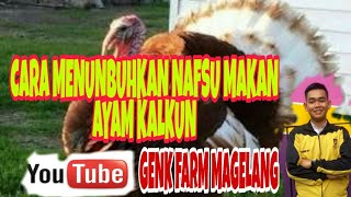 CARA AGAR AYAM KALKUN SELERA MAKANNYA BERTAMBAH [upl. by Kcirdez]