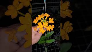 Epidendrum  Trúc Lan nguyenngocha vuonlannguyenngocha [upl. by Sharyl]