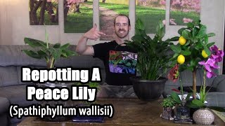 Repotting a Peace Lily Spathiphyllum wallisii [upl. by Nahtaneoj954]