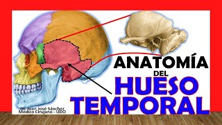 🥇 HUESO TEMPORAL Anatomía Fácil Rápido y Sencillo [upl. by Oriana939]