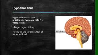 Life Sciences Human Endocrine System Grade 12 [upl. by Namyac]