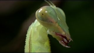 Insecto Alienigena  Mantis Religiosa Discovery Channel 2001 Documental 1080p [upl. by Clementius]