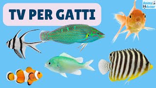 TV Per Gatti 🐱  ⭐ 3 ORE ⭐ di videogiochi per gatti pesci pesciolini ed acquari 🐠🐟🐡 [upl. by Khoury663]