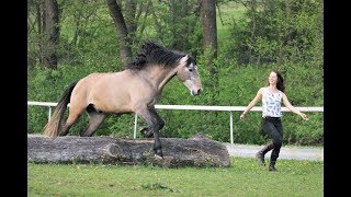 Spielerische Jungpferdeausbildung amp Einreiten  3 Monate mit Tanja Riedinger und Nevado [upl. by Seldun]