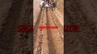 Sugarcane razor sugarcanefarming sugarcanecultivation sugarplant shortvideo [upl. by Repmek]