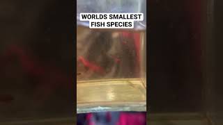 Smallest Fish in the World [upl. by Farris83]