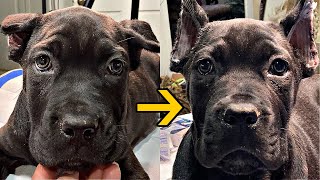 Tapeless 🩹 Ear Posting an easy example Part 1  Twelve Titans Cane Corso [upl. by Borg]