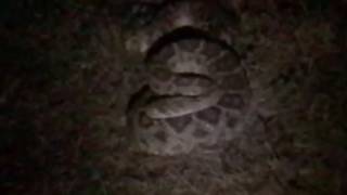 Large rattlesnake shot in Cedar Creek Texas [upl. by Coughlin82]