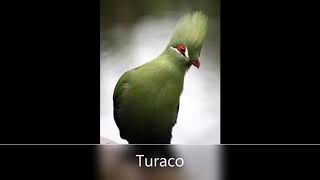 Turaco Business Plan [upl. by Esorrebma]