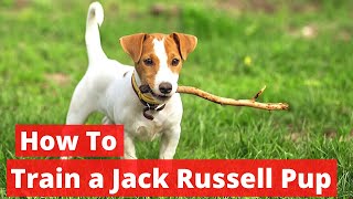 How to Train a Jack Russell puppy Complete Step by Step Guide [upl. by Davie]