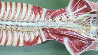 Review of Flat Spinal Cord Nerve Model Version 2 [upl. by Lielos436]