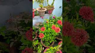 Winter flower plant 🌺shortvideo gardening [upl. by Ahseei999]