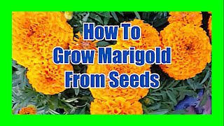 How To Grow Marigold From Seeds From Dried Flowers  Marigold Seed Germination [upl. by Selry497]