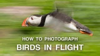 How to Photograph Birds in Flight  Wildlife Photography Tips [upl. by Fulvi542]