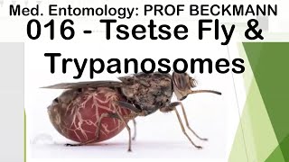 Medical Entomology 016 Tsetse Fly amp Trypanosomes [upl. by Lunnete]