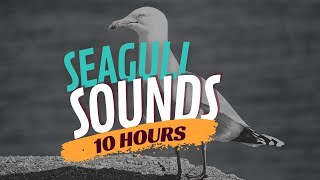 Seagull Sounds amp Seagull Sound Effect ☀️ Sound of Seagulls and Waves [upl. by Bobinette666]