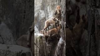 How Mountain Goats Master the Art of Climbing [upl. by Byers801]