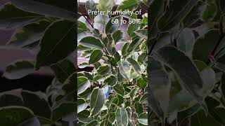 Ficus Benjamina A Weeping Fig [upl. by Perdita]