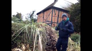 How to cut back pampas grasses [upl. by Sissel]