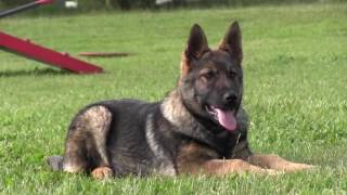 Best German Shepherd Puppy Training [upl. by Annhej]