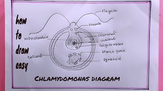 how to draw ChlamydomonasDraw Chlamydomonas Diagram Easy [upl. by Feingold]