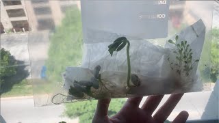 Bean Seed Baggies [upl. by Aicirtel]