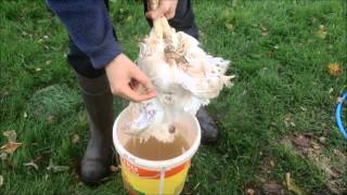 How to Scald a Chicken prior to plucking [upl. by Drarej931]