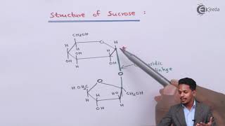 Structure of Sucrose  Biomolecules  Chemistry Class 12 [upl. by Harol]