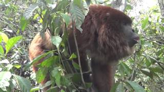 Hear a male howler monkey roar [upl. by Cirdet]