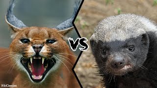 CARACAL VS HONEY BADGER  Who Will Win A Legendary Fight [upl. by Noslien]