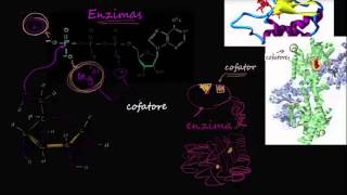 Cofatores de enzimas e coenzimas [upl. by Eatnoid]