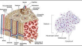 Bone and Bone Marrow العظم ونخاع العظم [upl. by Elleinaj]