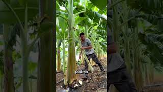 ¿Por qué eliminar los brotes de plátano 🌱🍌shorts [upl. by Ymassej]