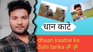 dhaan kaatne ka Sahi tarika ll देखिए हम धान काटने आए हैं ll फैमिली वीडियो [upl. by Lavona331]