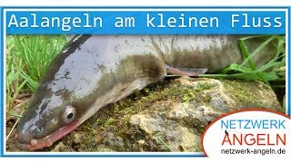 Aalangeln am kleinen Fluss [upl. by Willms]