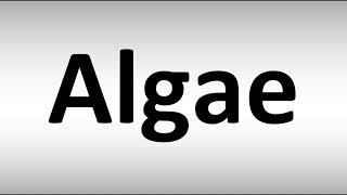 How to Pronounce Algae [upl. by Arelc]