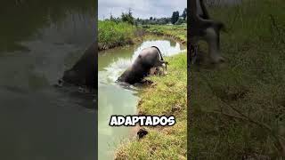 Este BÚFALO desaparece BAJO el AGUA 😱 [upl. by Ingunna]