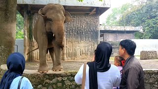 Gajah Sumatera Ragunan Zoo [upl. by Johannah]