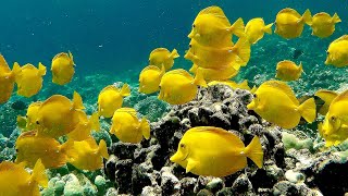 Yellow Tang Fish  Yellow Tang School  Marine Life Documentary [upl. by Kahler]