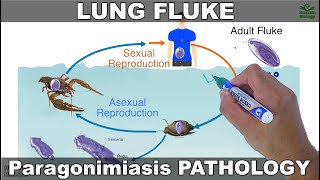 Paragonimiasis  Lung fluke and its Life Cycle [upl. by Htrag698]