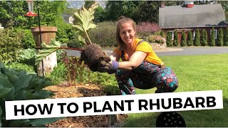 How to Plant Rhubarb [upl. by Eenalem]