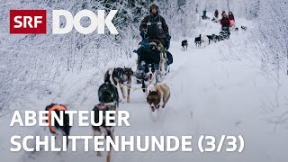 Abenteuer Schlittenhunde  Mit Huskys unterwegs in Finnisch Lappland 33  Doku  SRF Dok [upl. by Doran]