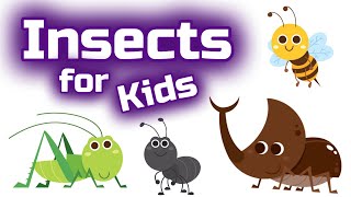 Insects for Kids [upl. by Ran]