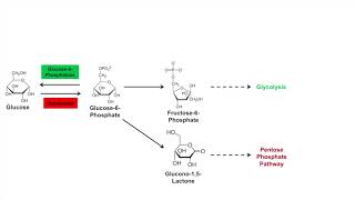 Glycogen Synthesis Glycogenesis Pathway [upl. by Nallad]