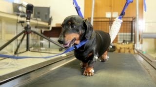 Paralyzed dogs walk again [upl. by Eiblehs]