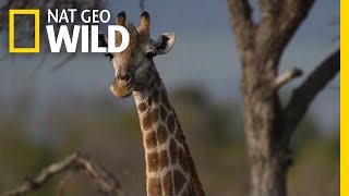 Giraffes 101  Nat Geo Wild [upl. by Shayla]