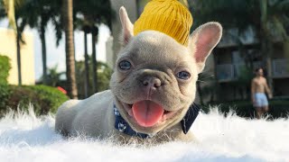 French Bulldog NEED To Know BEFORE Owning [upl. by Imeaj632]